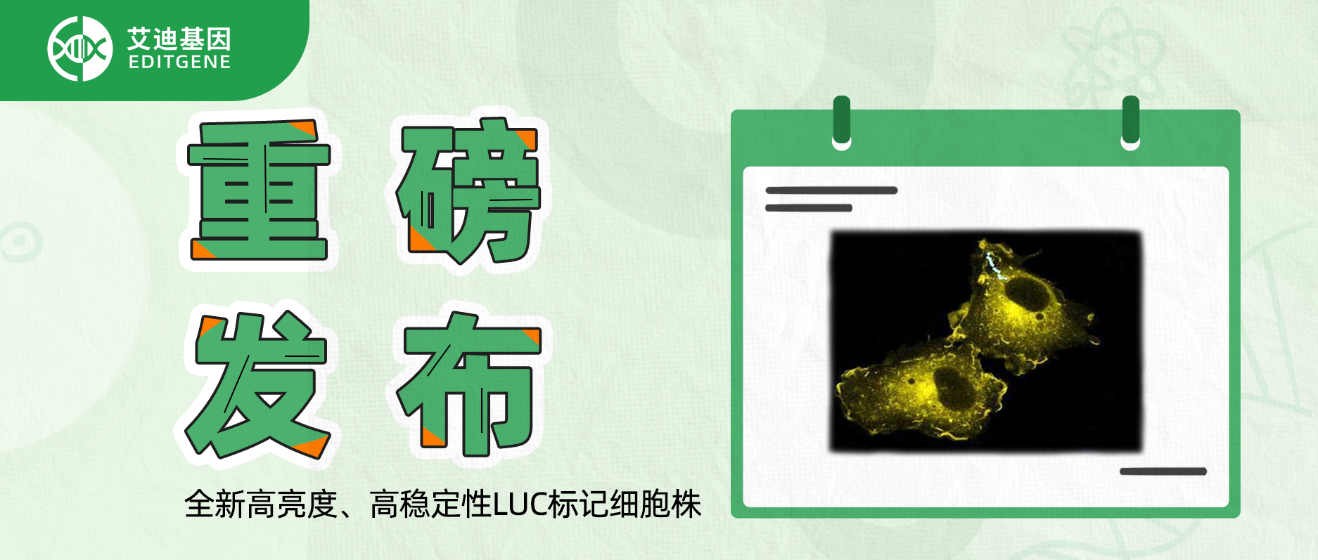 更简单更精确的分子静态观察工具-全新高亮度、高稳定性LUC标记细胞株重磅发布！