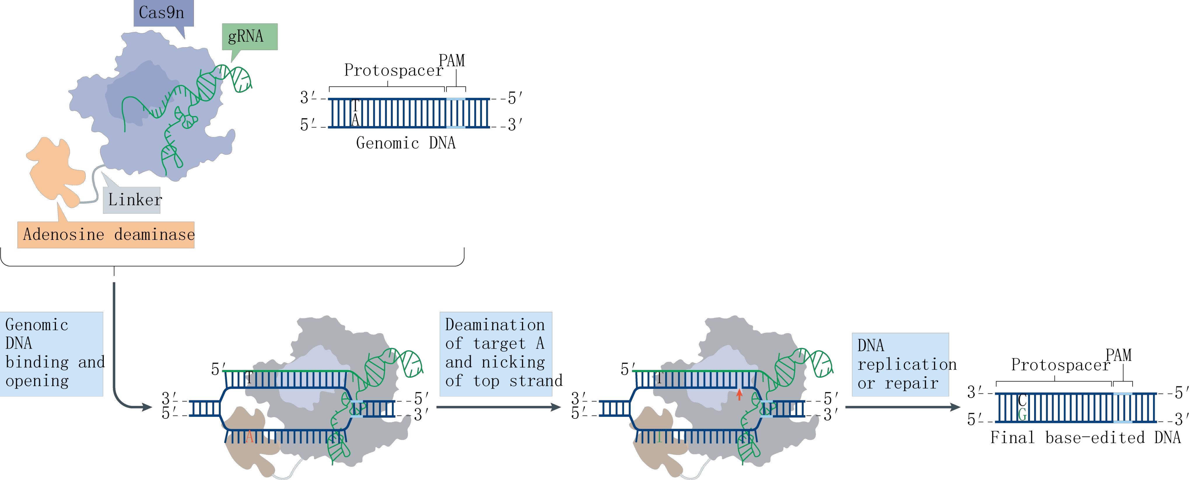 碱基编辑器工作流程
