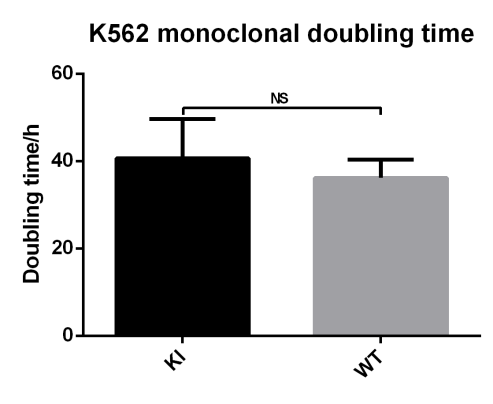 EGFP插入后不影响K562细胞生长